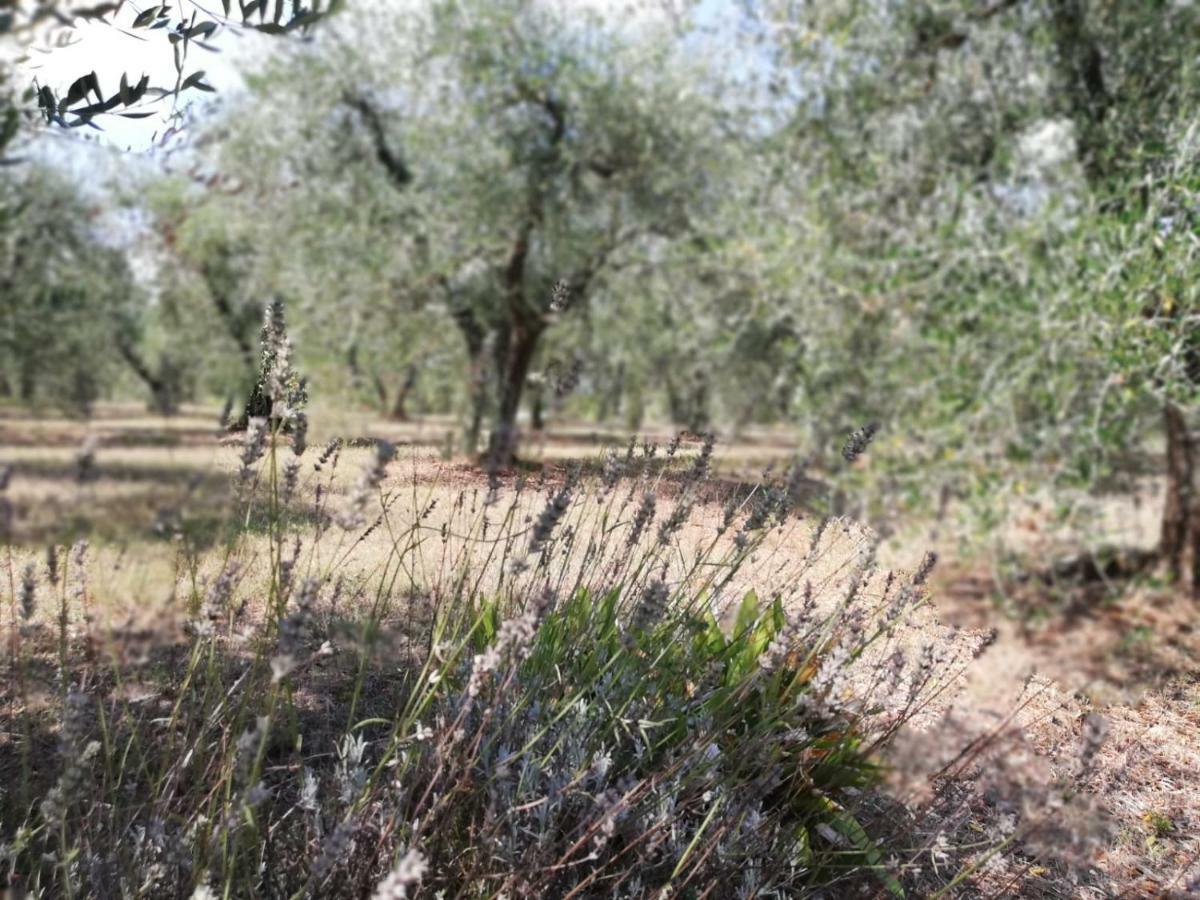 Nel Chianti Lungo La Francigena Daire Colle Val D'Elsa Dış mekan fotoğraf